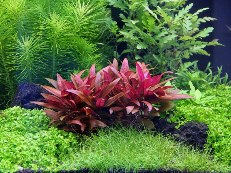 Rotes mini Papageienblatt - Alternanthera reineckii 'Mini'